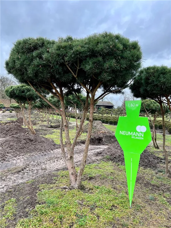 Pinus sylvestris 'Watereri'