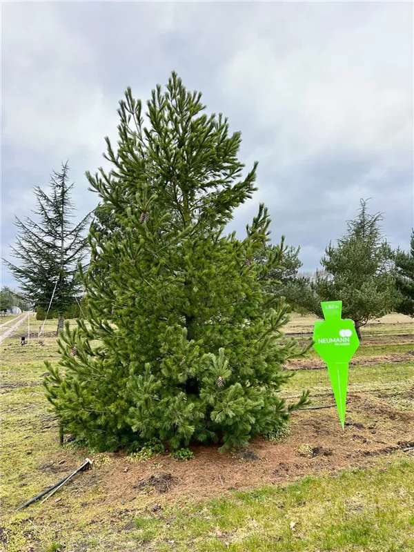 Pinus peuce