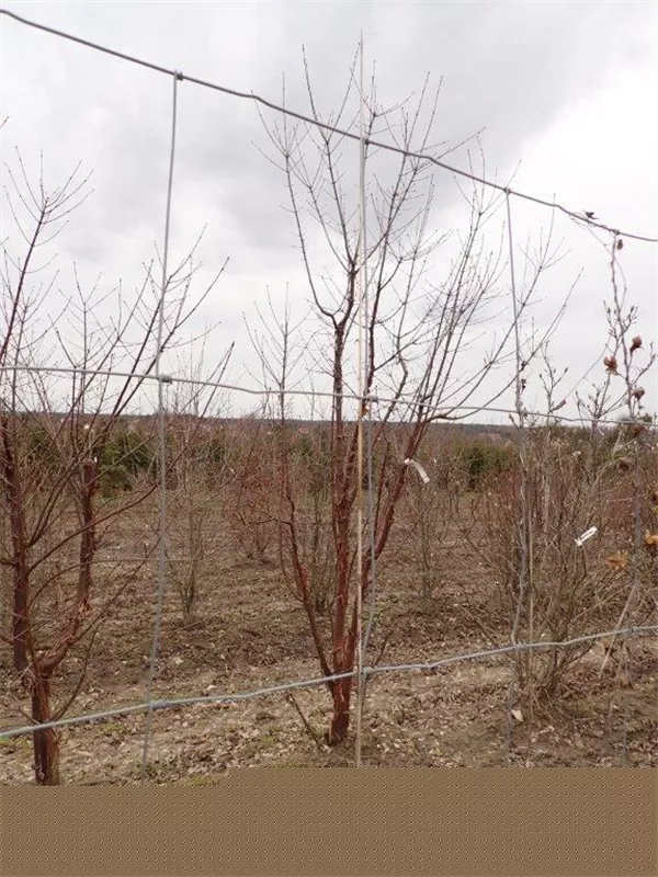 Acer griseum