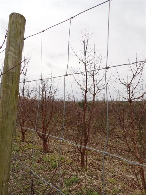 Acer griseum
