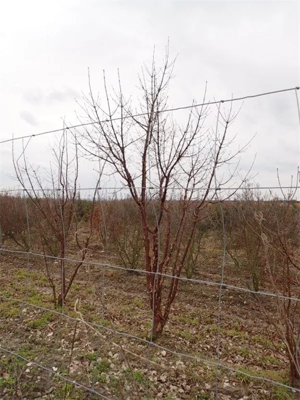 Acer griseum