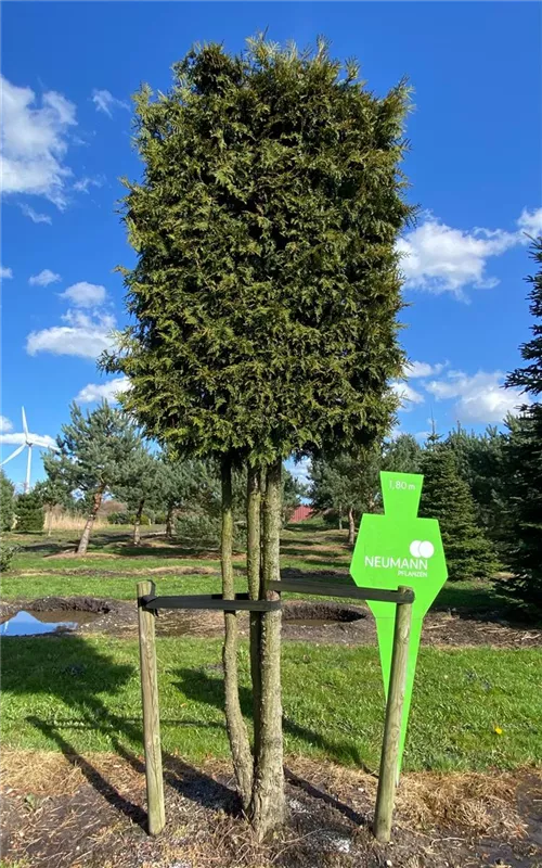 Thuja occidentalis 'Brabant'