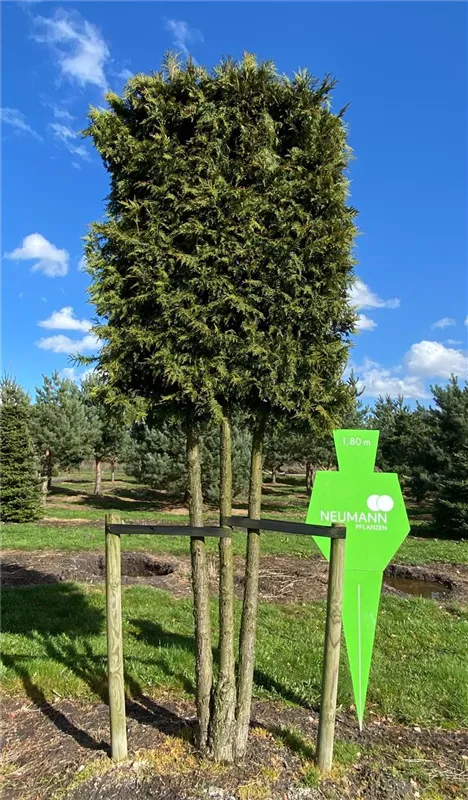 Thuja occidentalis 'Brabant'