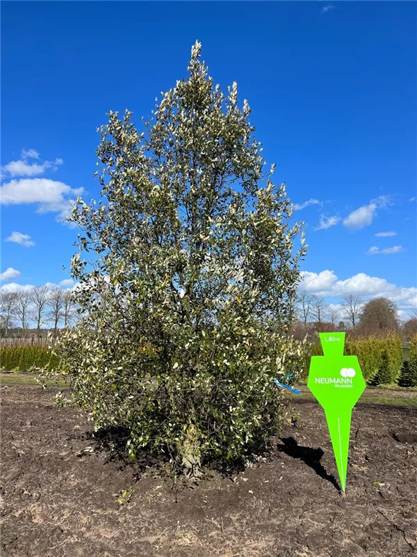 Quercus hispanica 'Wageningen'