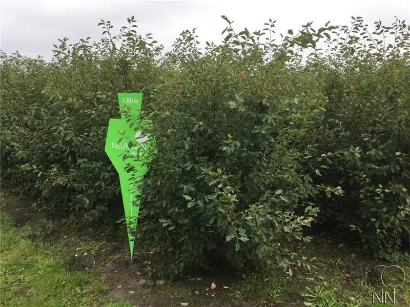 Amelanchier lamarckii