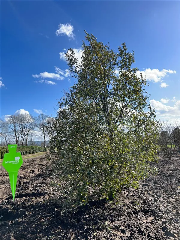 Quercus hispanica 'Wageningen'
