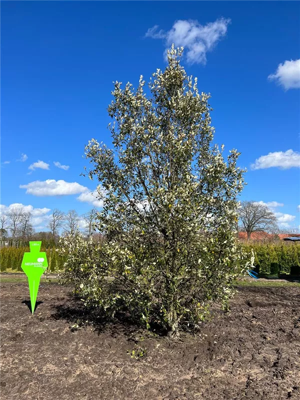 Quercus hispanica 'Wageningen'