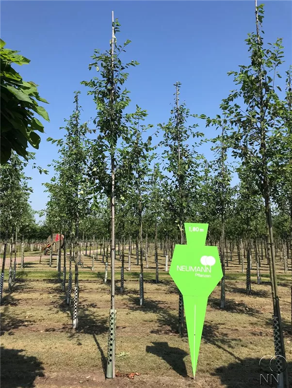 Amelanchier lamarckii
