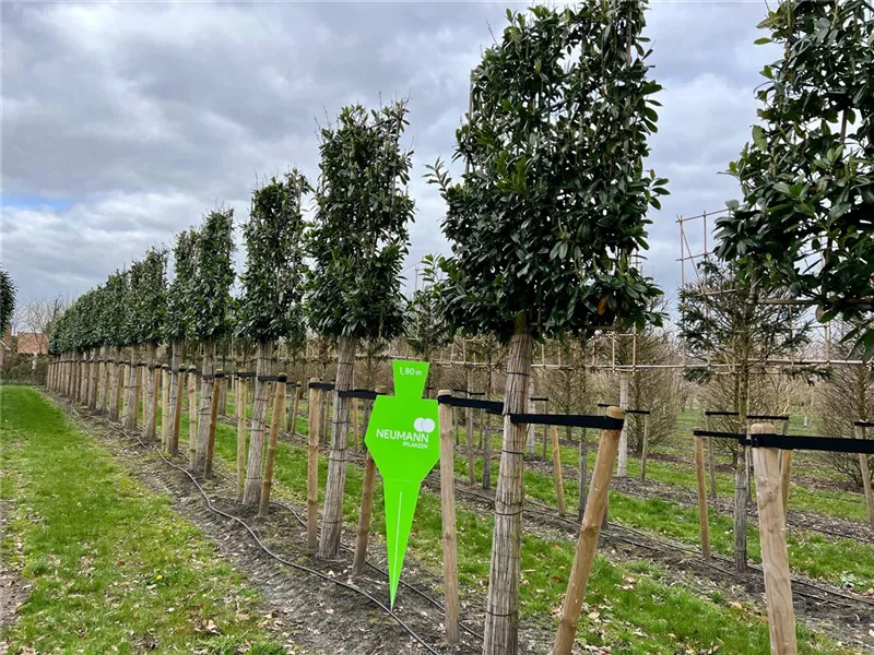 Prunus lauroc.'Caucasica'
