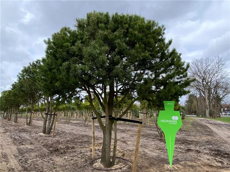 Pinus contorta