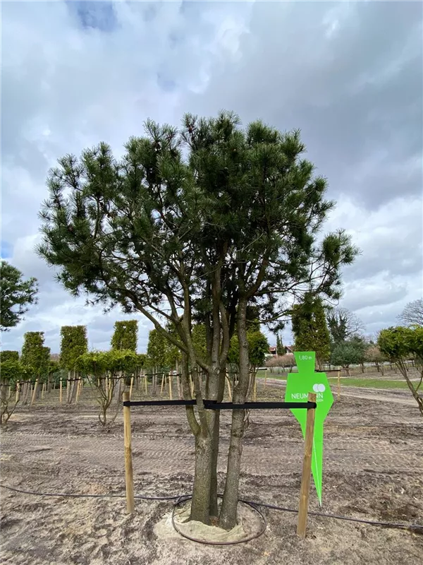 Pinus contorta