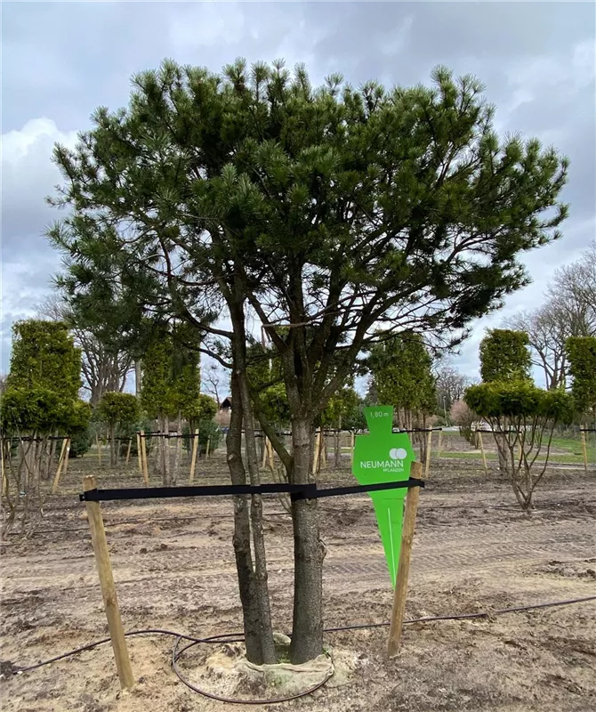 Pinus contorta