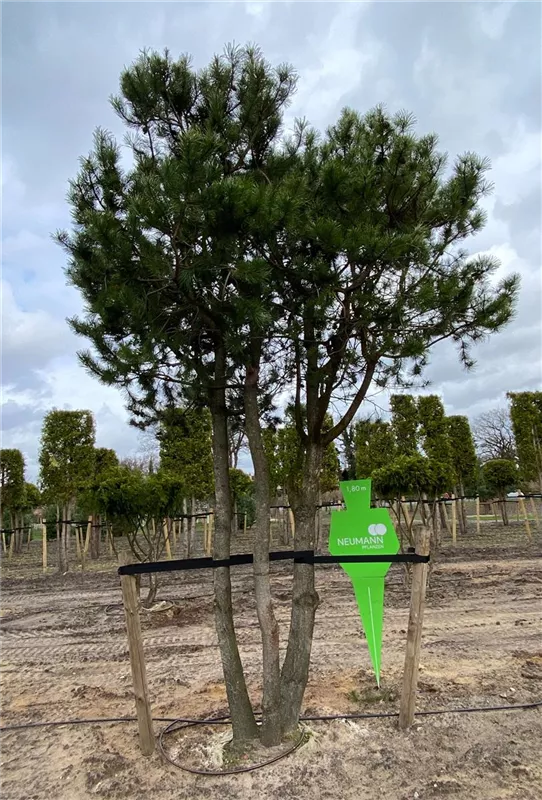 Pinus contorta