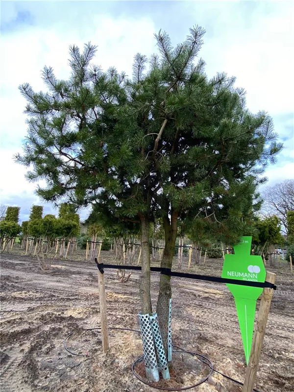 Pinus contorta