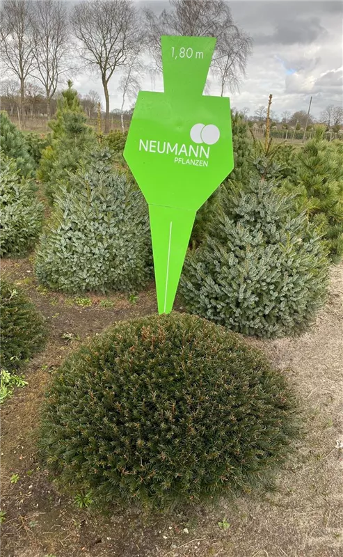 Taxus baccata