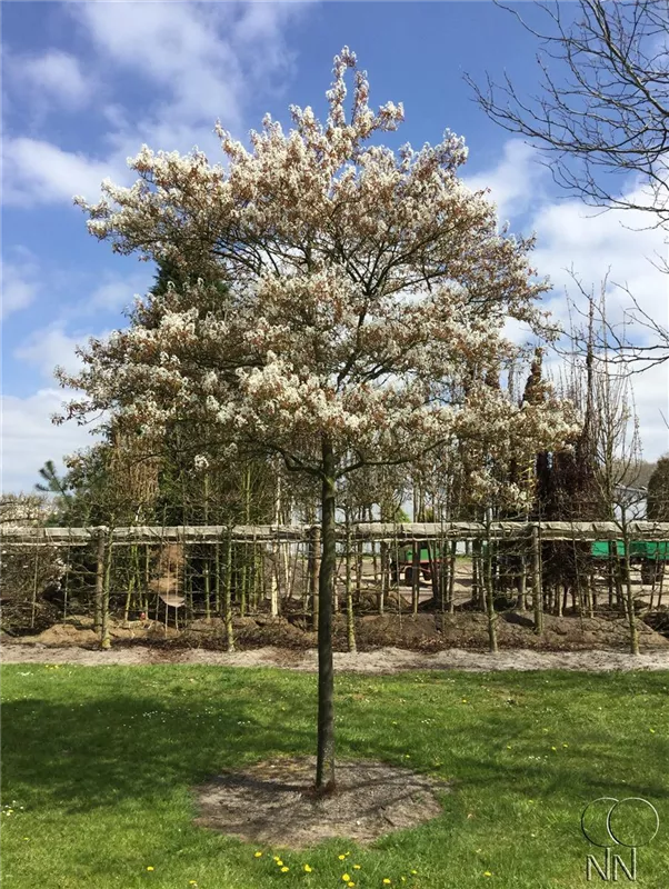 Amelanchier lamarckii