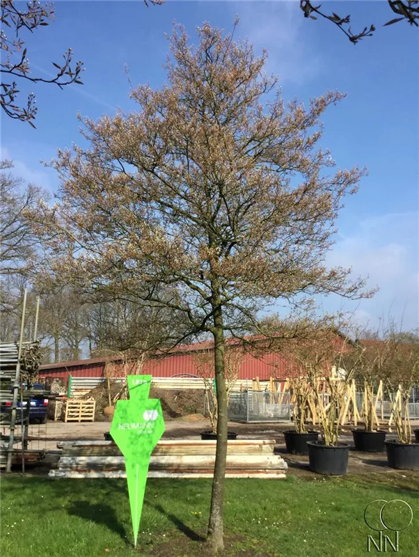 Amelanchier lamarckii