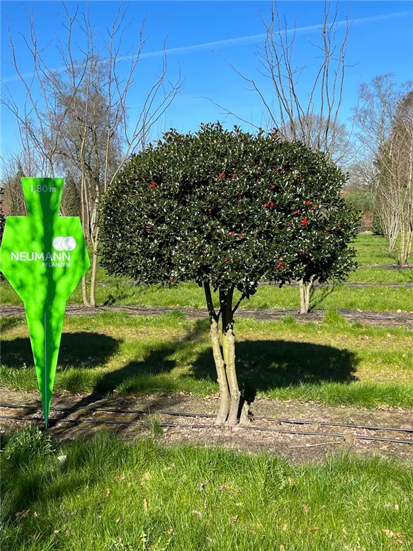 Ilex aquif.'Alaska'