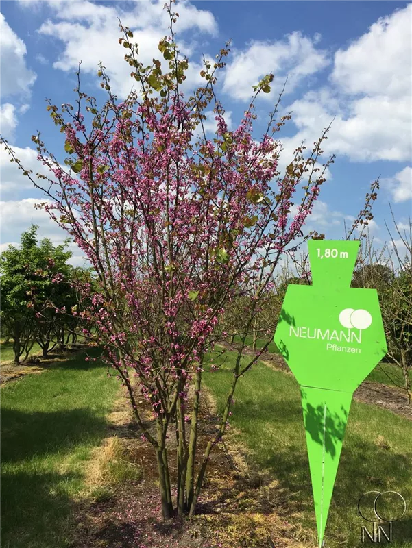 Cercis siliquastrum