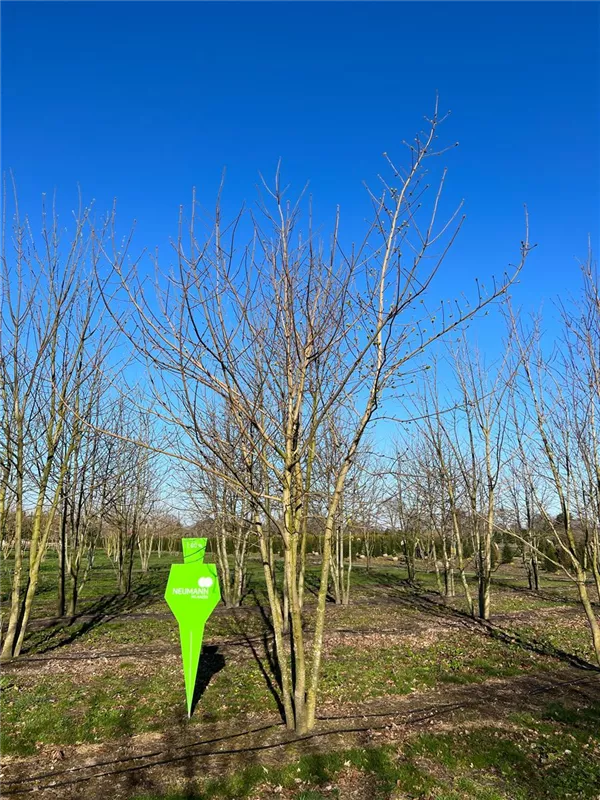 Acer platanoides 'Royal Red'