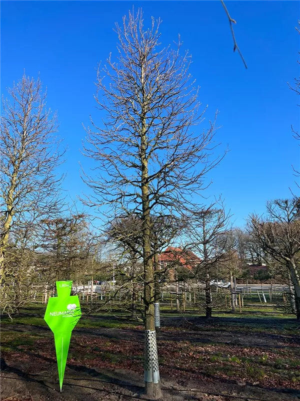 Liquidambar styraciflua 'Palo Alto'