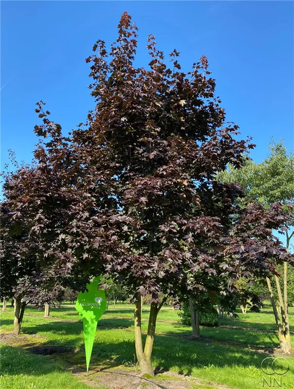 Acer platanoides 'Royal Red'