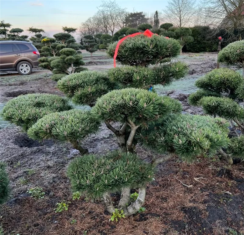 Pinus mugo 'Mops'