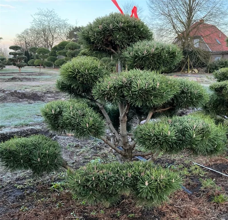 Pinus mugo 'Mops'