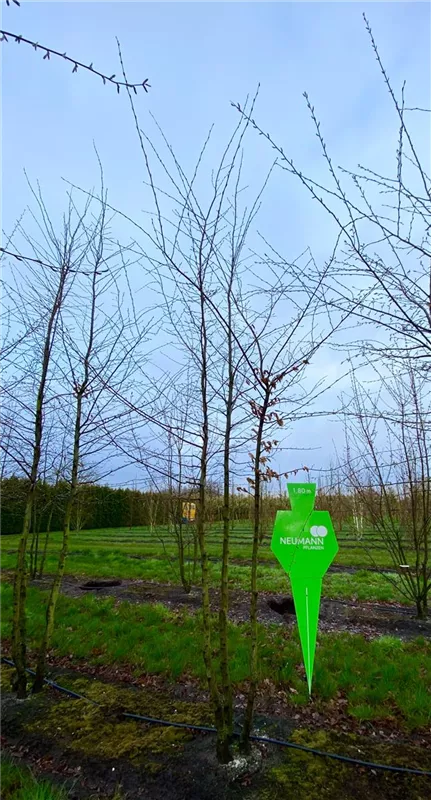 Carpinus betulus