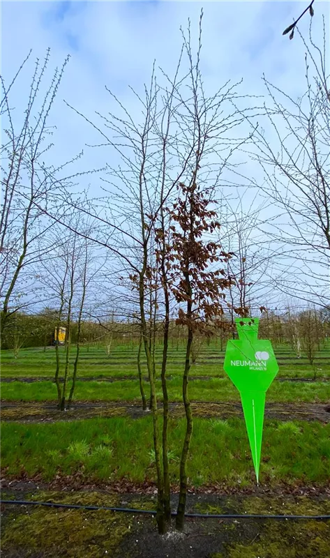 Carpinus betulus
