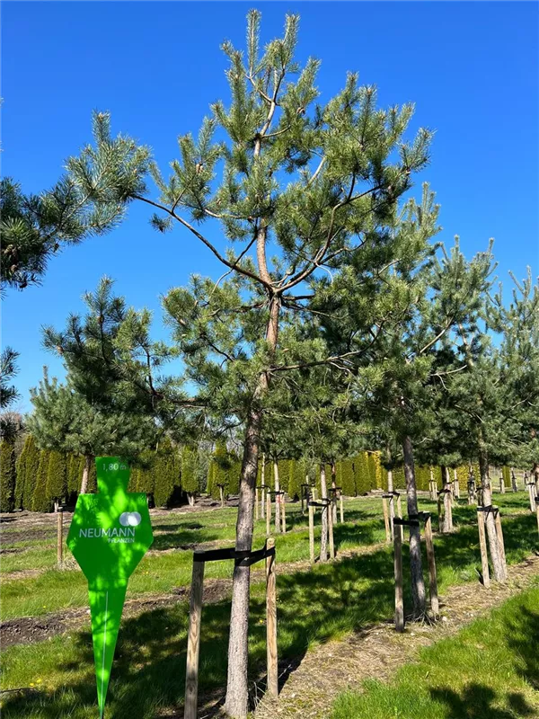 Pinus sylvestris