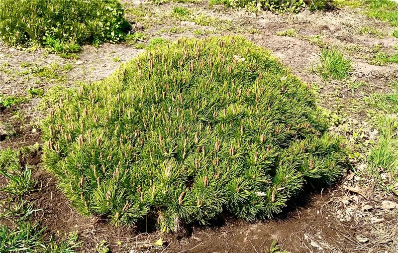 Pinus mugo pumilio