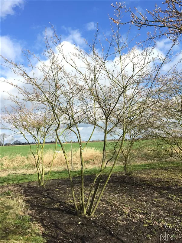 Amelanchier lamarckii