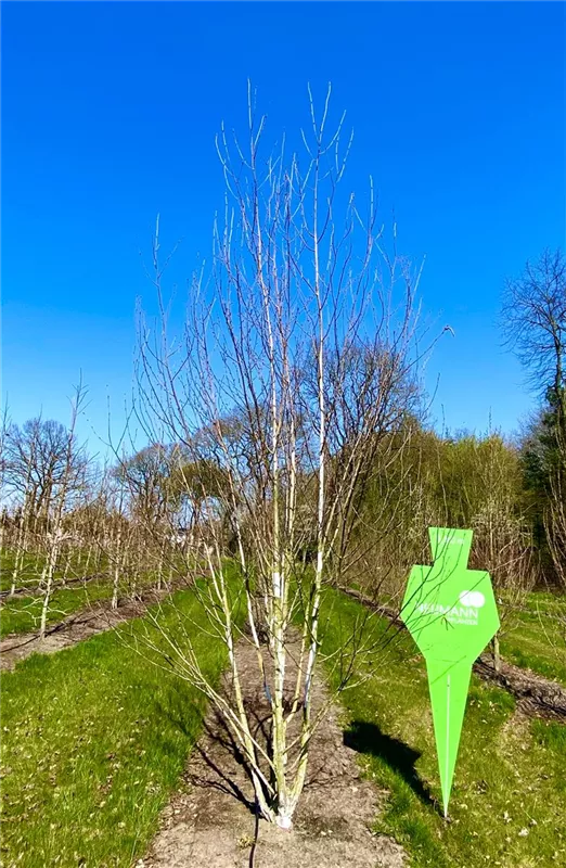 Betula jacquemontii