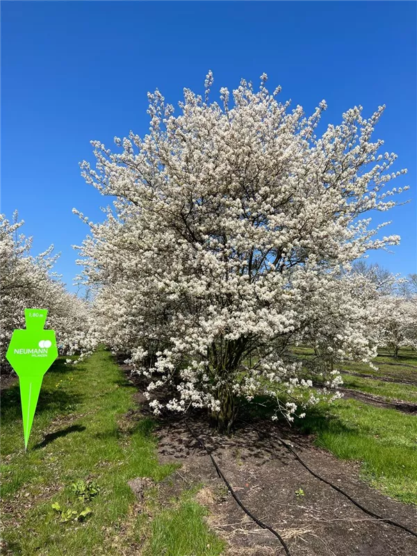 Amelanchier lamarckii