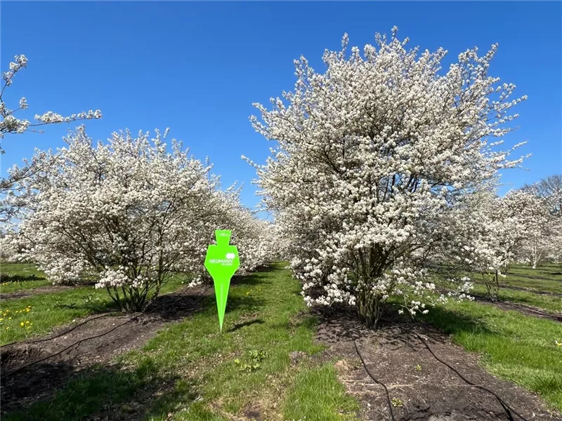 Amelanchier lamarckii