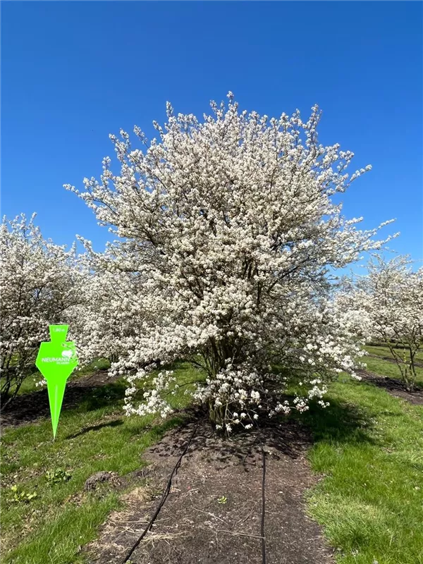 Amelanchier lamarckii