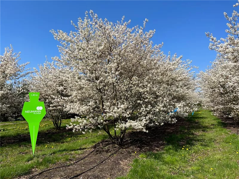 Amelanchier lamarckii