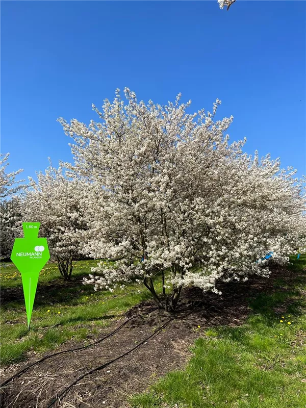 Amelanchier lamarckii
