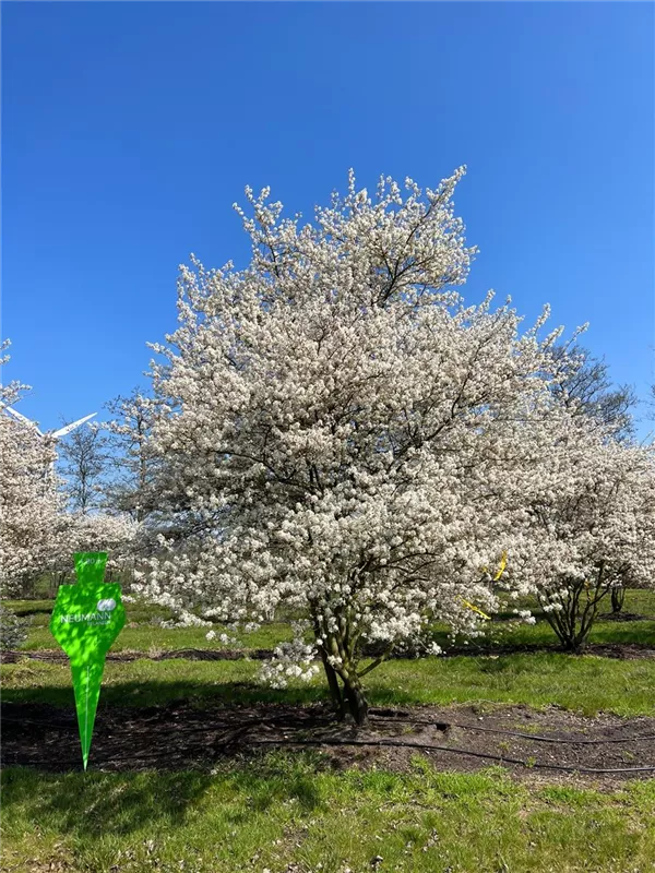 Amelanchier lamarckii