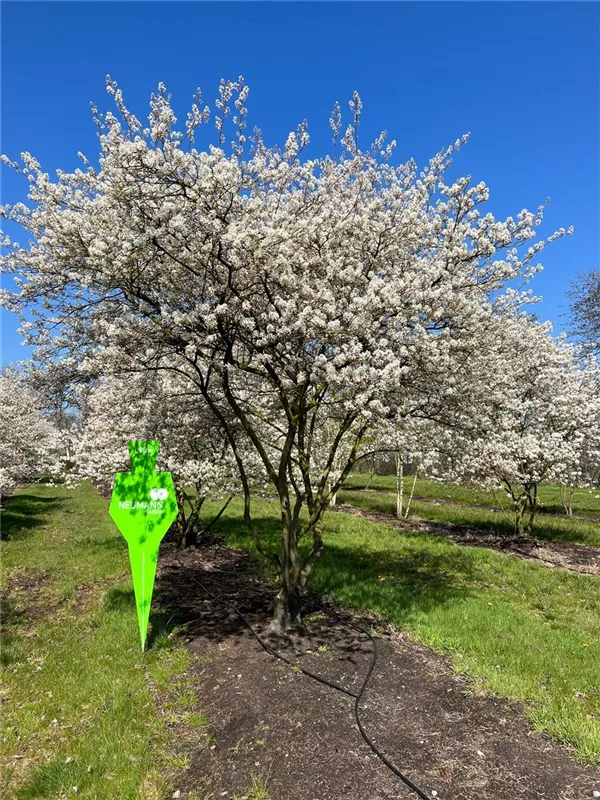 Amelanchier lamarckii