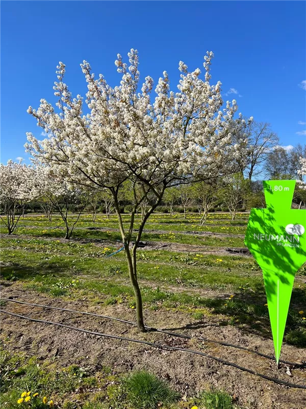 Amelanchier lamarckii