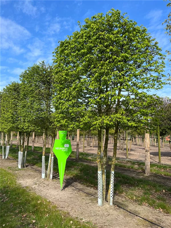 Carpinus betulus