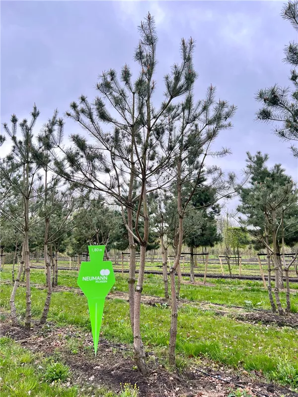 Pinus sylvestris