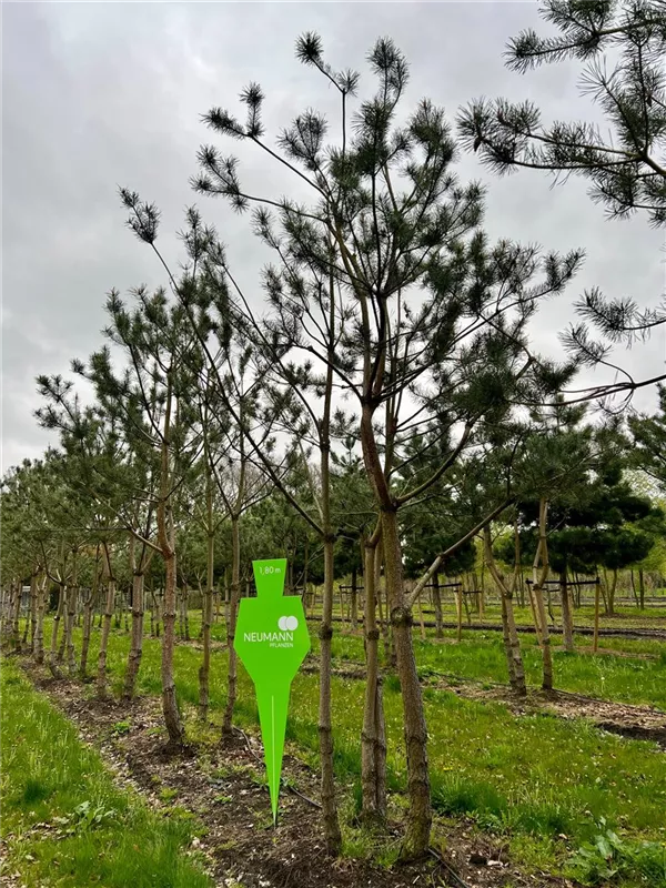 Pinus sylvestris