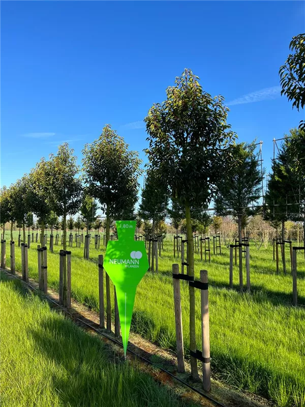 Prunus lusitanica 'Angustifolia'