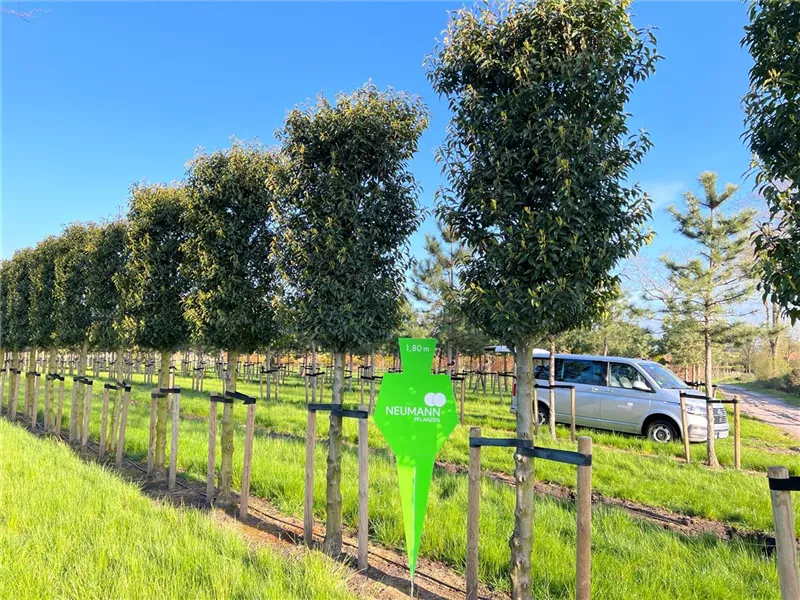 Prunus lusitanica 'Angustifolia'