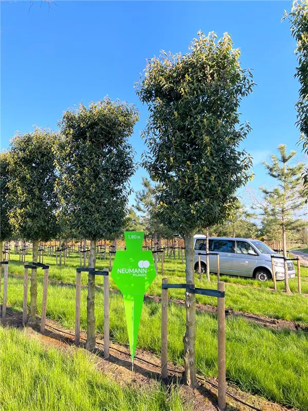 Prunus lusitanica 'Angustifolia'