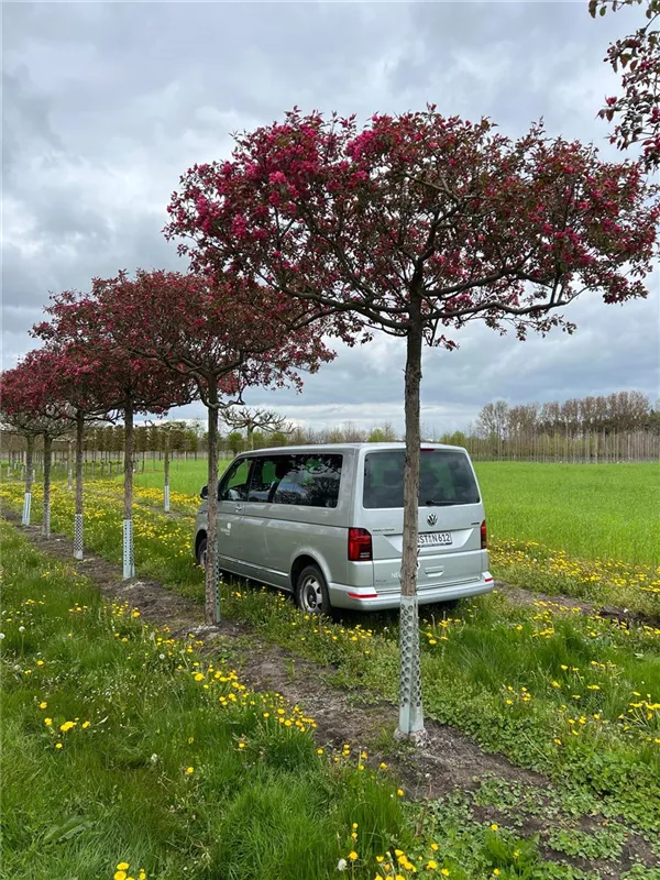 Malus 'Rudolph'