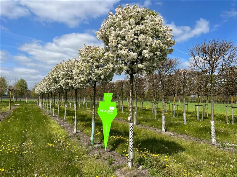 Malus 'Evereste' -R-